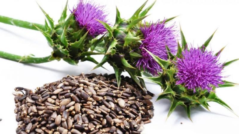 Расторопша — полезные свойства и применение, лечение семенами растения