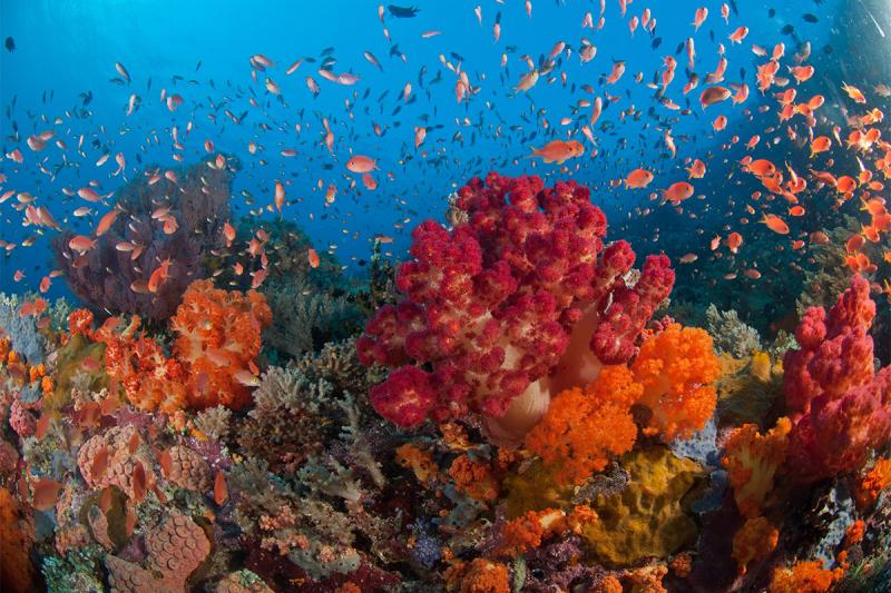 Коралловый кальций: что это такое и на самом ли деле он нам нужен?