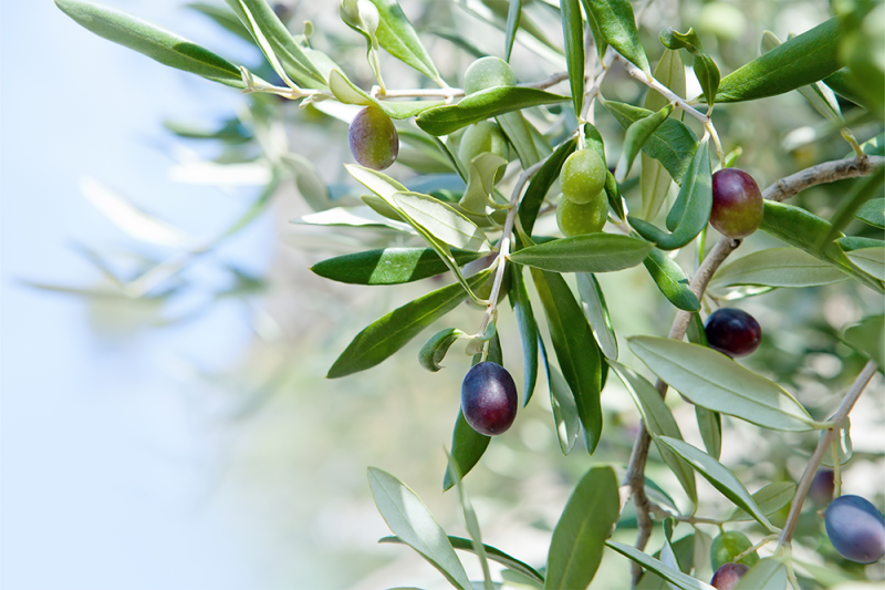 Экстракт листьев оливы: польза для здоровья, свойства, применение, противопоказания